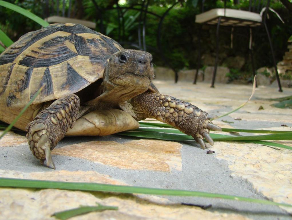 Turtle Apartments Dubrovnik Kültér fotó